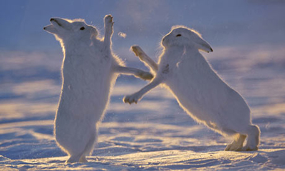 Arctic Hares Fighting